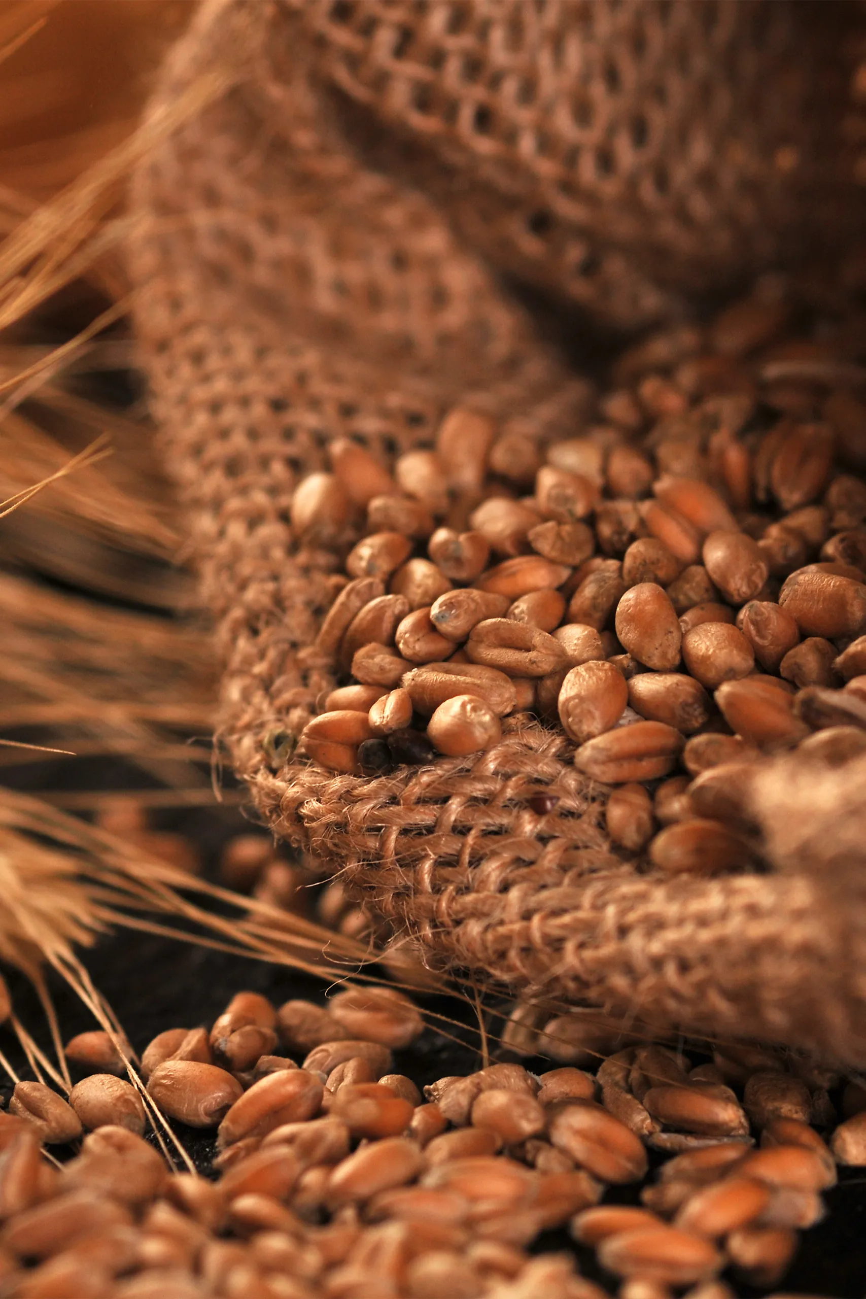 Imagens Internas_M Dias Branco_1