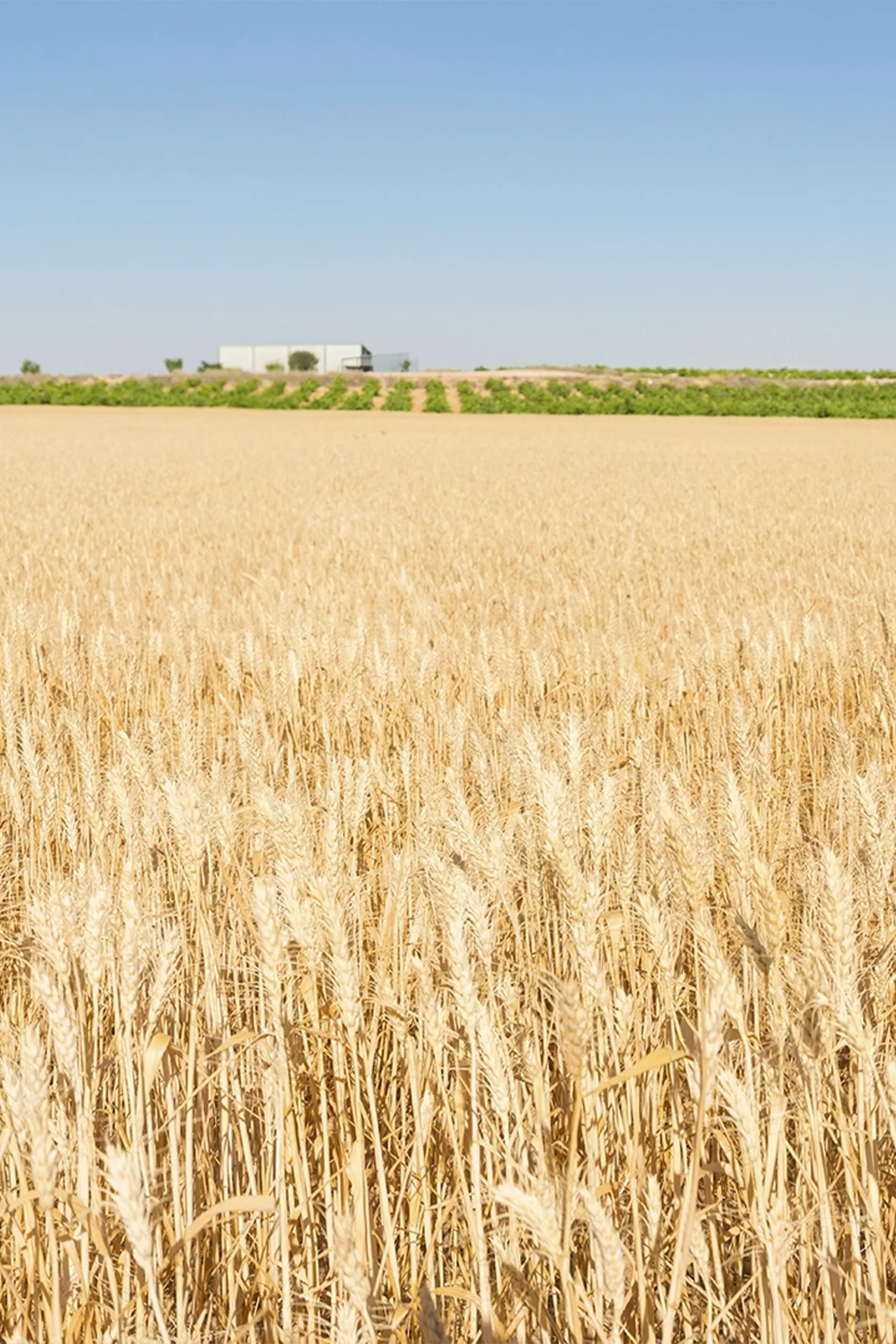 Imagens Internas_M Dias Branco_4